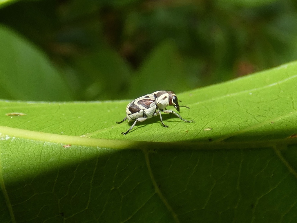 Gymnognathini