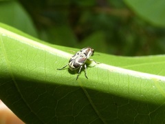 Gymnognathus thecla
