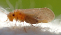 Valenzuela perplexus