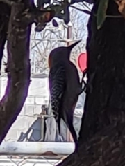 Melanerpes aurifrons