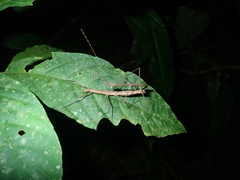Ocnophiloidea regularis