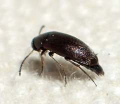Anaspis atrata