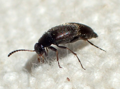 Anaspis atrata