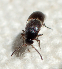 Anaspis atrata