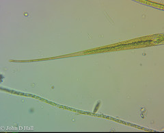 Closterium rostratum