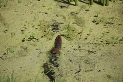 Cavia