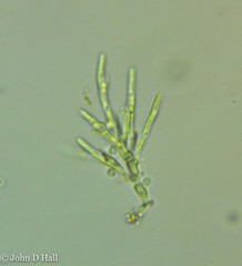 Microthamnion