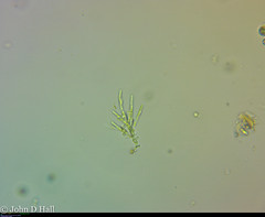 Microthamnion
