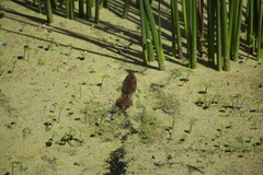 Cavia