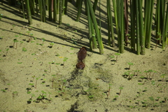 Cavia