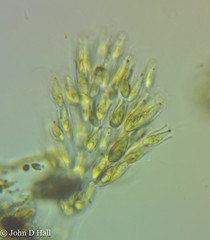Dinobryon sertularia