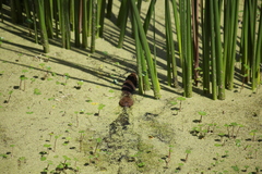 Cavia