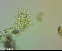 Dinobryon sertularia