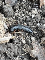 Dinothenarus badipes