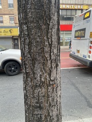 Styphnolobium japonicum