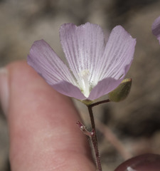 Sidalcea hartwegii