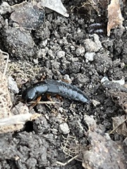 Dinothenarus badipes