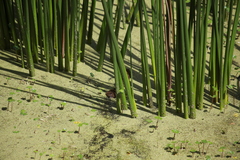 Cavia