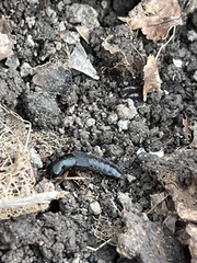 Dinothenarus badipes