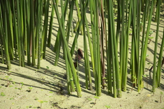 Cavia