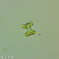 Staurodesmus extensus