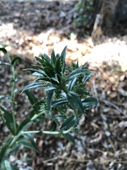 Carthamus tinctorius