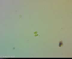 Staurodesmus extensus