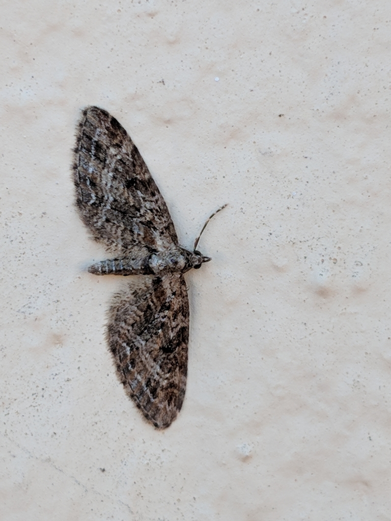 Eupithecia rotundopuncta