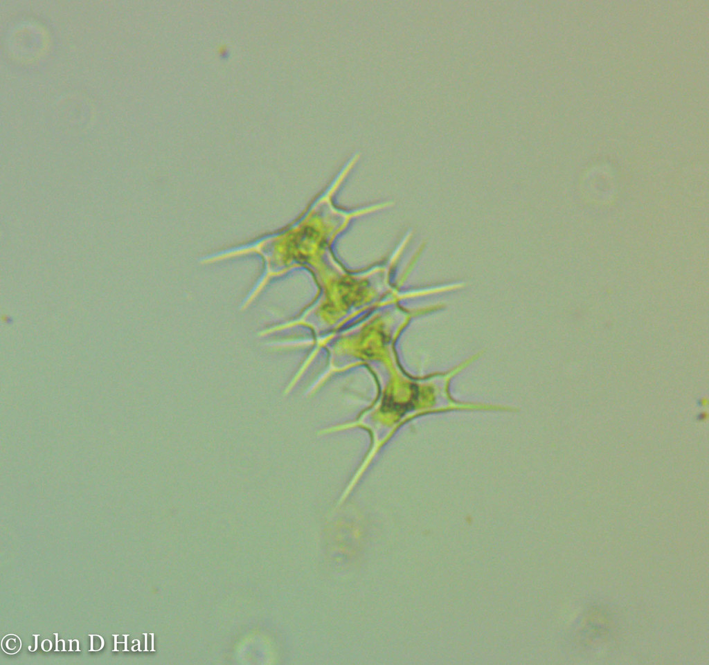 Octacanthium octocorne