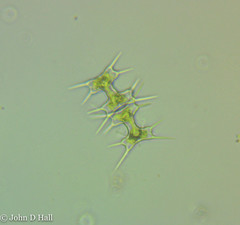 Octacanthium octocorne