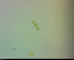 Octacanthium octocorne