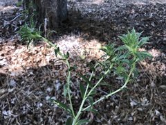 Carthamus tinctorius