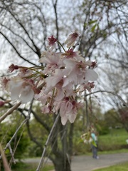 Prunus serrulata