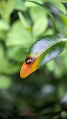 Monarthropalpus flavus