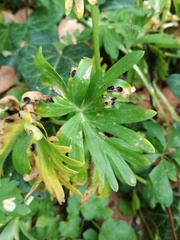 Urocystis eranthidis