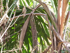 Arecaceae