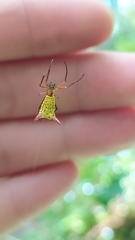 Micrathena guerini