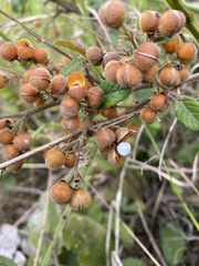 Davilla