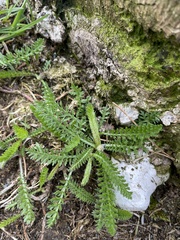 Achillea millefolium
