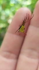 Micrathena guerini
