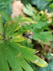 Urocystis eranthidis