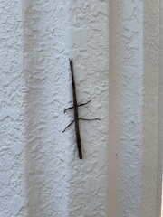 Phasmida