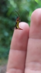 Micrathena guerini