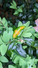 Monarthropalpus flavus