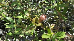 Andricus vacciniifoliae