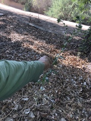 Carthamus tinctorius