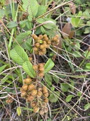 Davilla