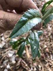 Carthamus tinctorius