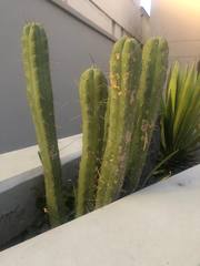 Trichocereus bridgesii