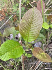 Davilla
